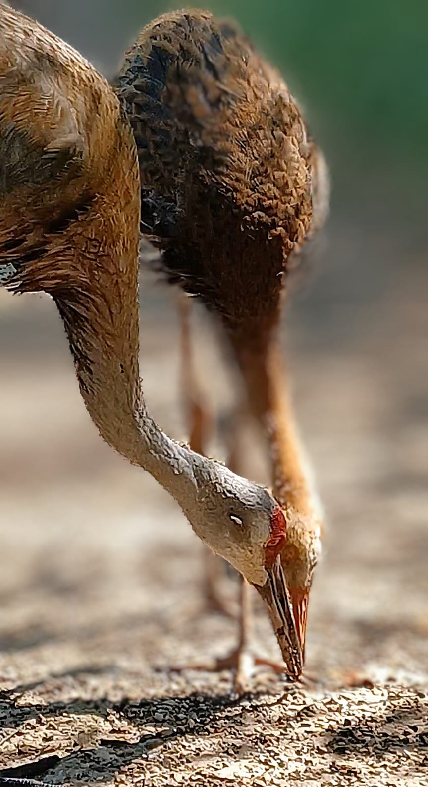 Cranes birds